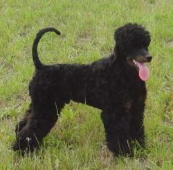 Ramon7Mo 309